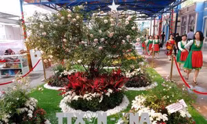 Chiêm ngưỡng muôn sắc hoa hồng Bulgaria tại Công viên nước Hồ Tây 