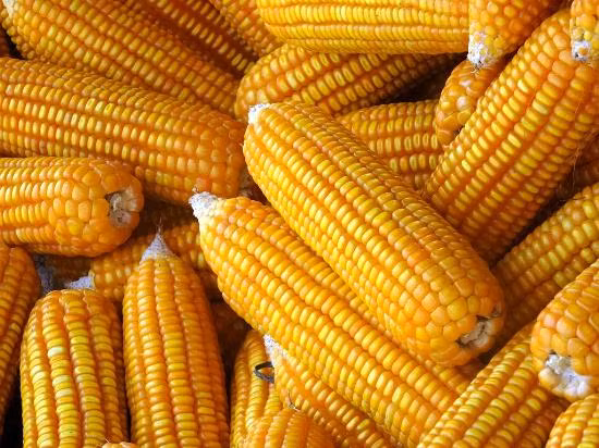 Bộ Tài nguyên và Môi trường chấp thuận ngô biến đổi gen MON 89034 ảnh 3