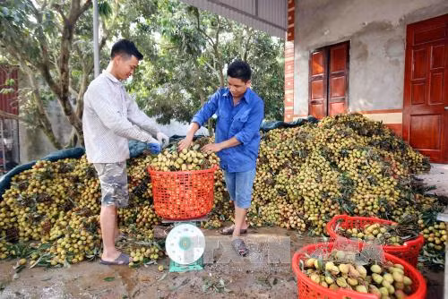 Vải lai chín sớm, Phù Cừ được mùa tăng giá ảnh 2