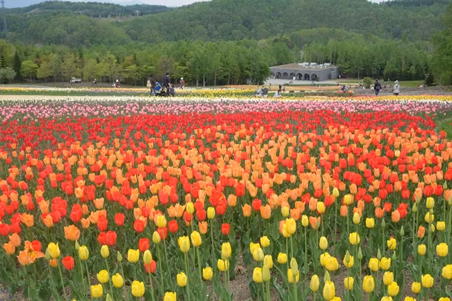  Mùa hoa ở Sapporo ảnh 4