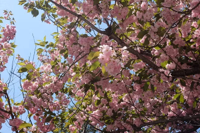  Mùa hoa ở Sapporo ảnh 2