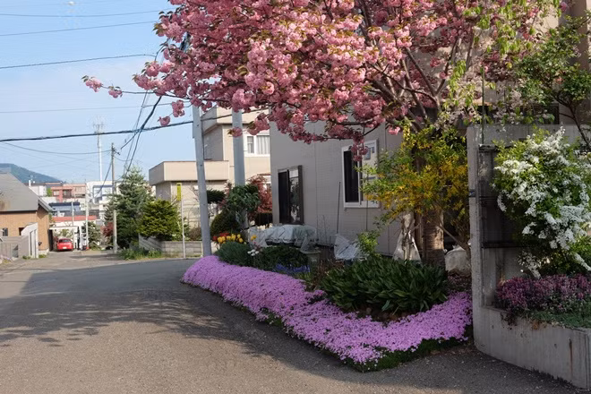 Mùa hoa ở Sapporo ảnh 3