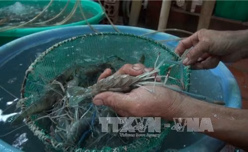 Việt Nam phải nhập ngoại trên 90% tôm giống thẻ chân trắng ảnh 1