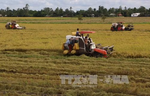 Sản lượng lúa Đông Xuân tại đồng bằng sông Cửu Long giảm ảnh 1