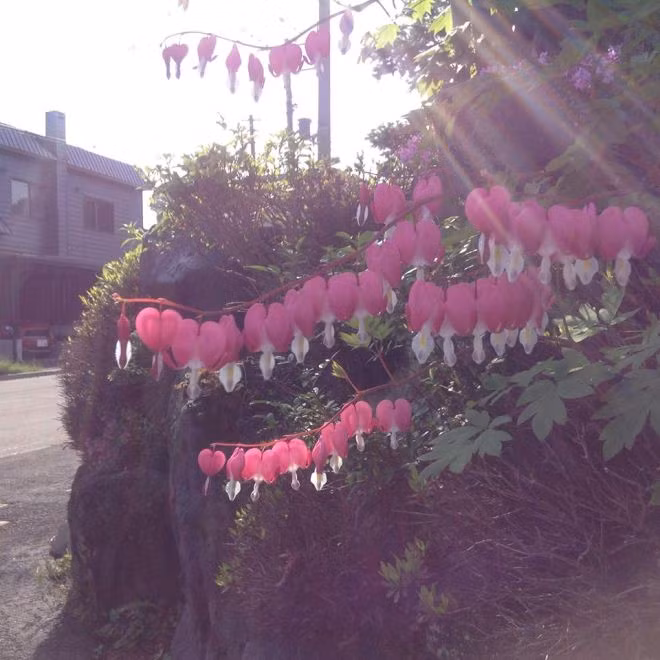  Mùa hoa ở Sapporo ảnh 11