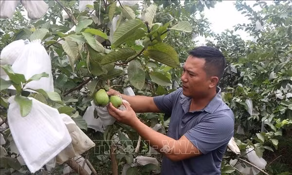 Làm giàu từ cây ổi không hạt ở xã miền Tây xứ Nghệ