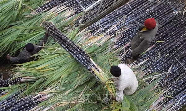 Indonesia đặt cược vào mía để giảm nhập khẩu dầu