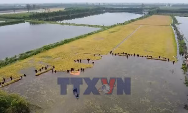 Tây Ninh: Nước lũ dâng, đe dọa sản xuất ở vùng Đồng Tháp Mười