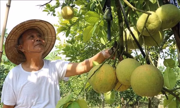 Nâng chất lượng thương hiệu OCOP bưởi đào Lập Lễ