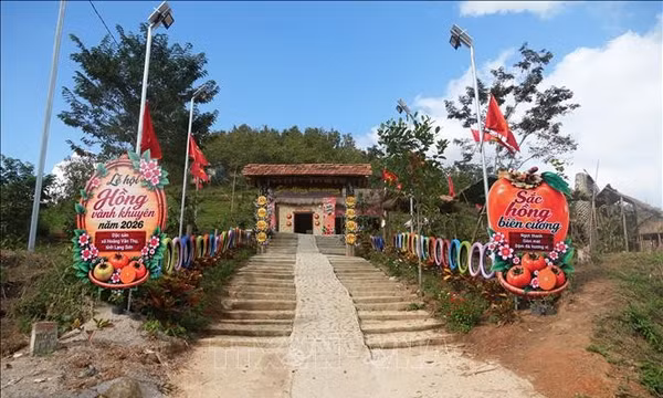 Phát triển quả hồng vành khuyên gắn với du lịch trải nghiệm