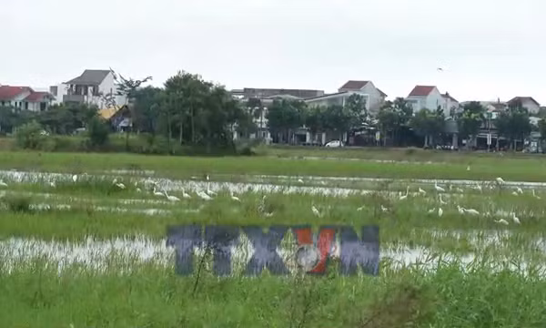 Cò trắng xuất hiện dày đặc trên cánh đồng ở trung tâm TP Huế