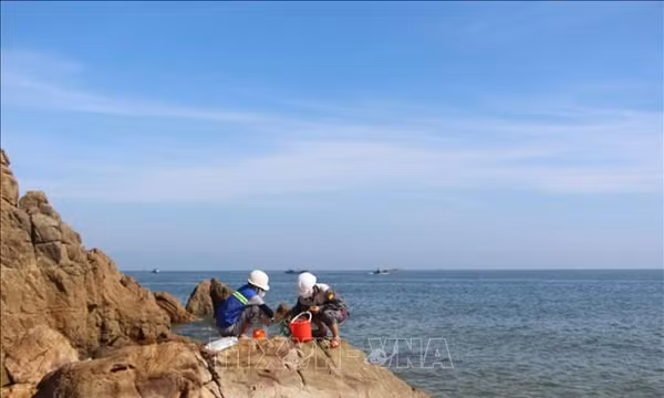 Xác định nguyên nhân cá chết trôi dạt vào bờ biển Quảng Trị