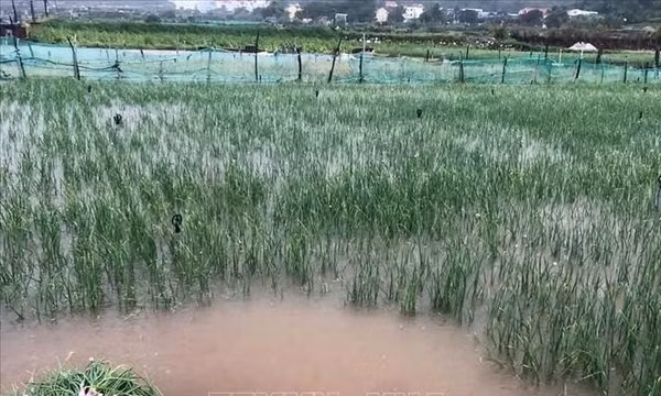 Mưa lớn gây thiệt hại diện tích hành sắp thu hoạch ở Lý Sơn