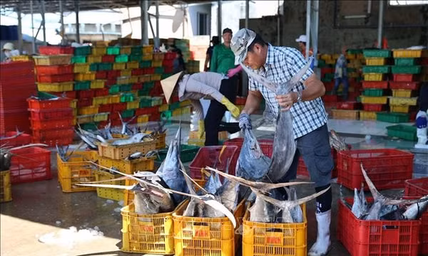 TP Hồ Chí Minh tái cấu trúc phát triển căn cơ nghề cá