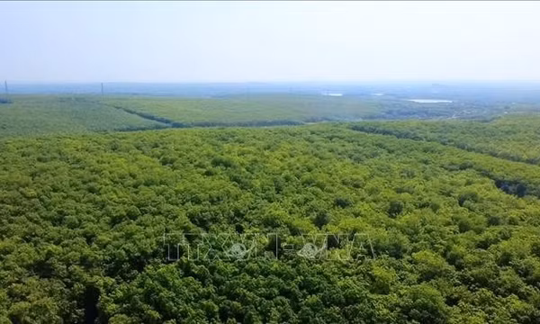 Phục hồi rừng sau khai thác khoáng sản, mở cơ hội từ thị trường carbon