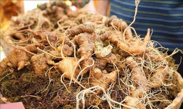 Liên kết 'bốn nhà' để nâng tầm giá trị sâm Lai Châu
