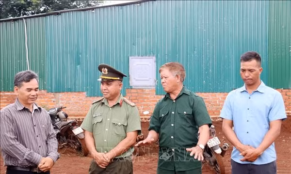 Những 'cây đại thụ' giữa đại ngàn Tây Nguyên