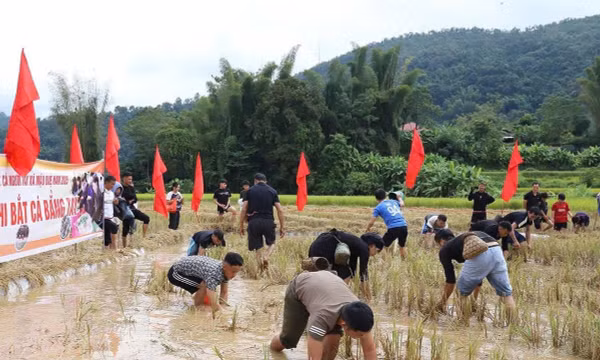 Về Tuyên Quang bắt cá bằng tay