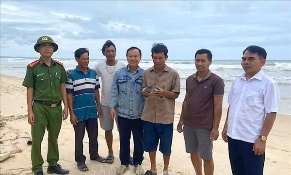 Quảng Trị cứu hộ, thả đồi mồi quý hiếm về môi trường tự nhiên