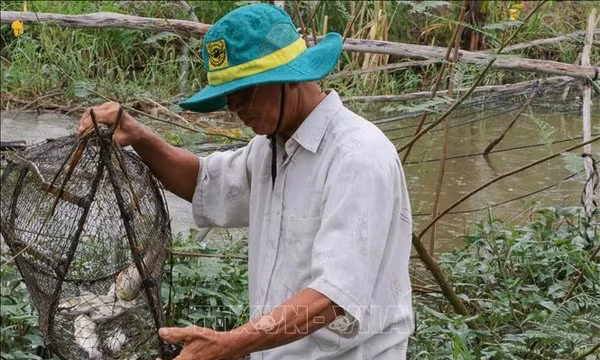 Trữ cá mùa nước nổi ở Đồng Tháp: Tăng thu nhập, giữ nguồn lợi