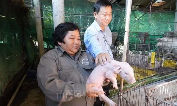 Trở thành tỷ phú nhờ chăn nuôi lợn theo hướng khép kín