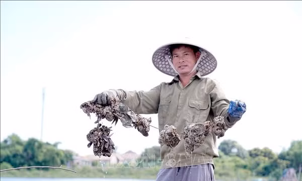 Tiềm năng kinh tế từ nghề nuôi hàu đại dương trên sông Gianh