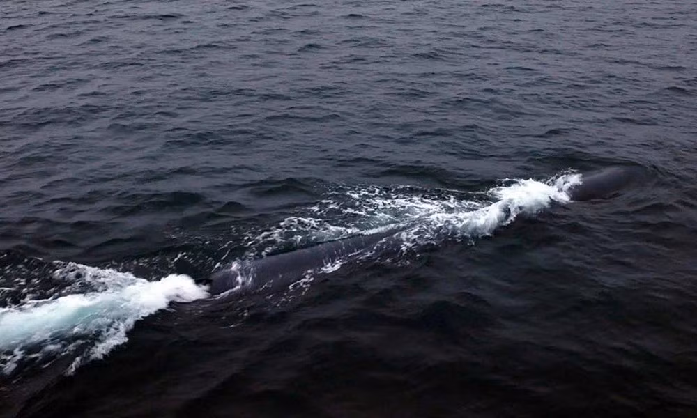 Tàu lặn không người lái có thể mang đầu đạn hạt nhân được Triều Tiên thử nghiệm năm 2023. Ảnh tư liệu - minh họa: KCNA