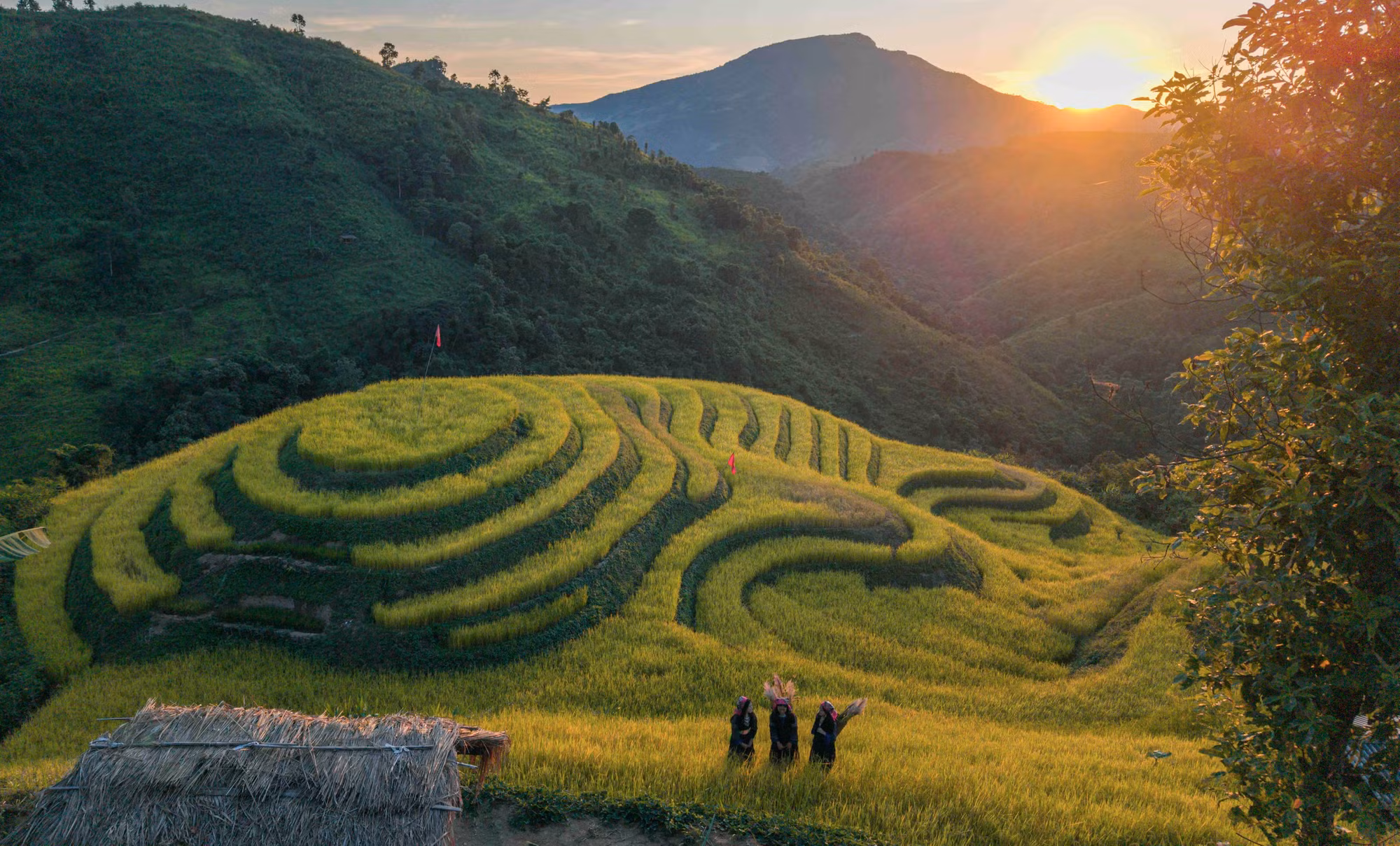 Sắc vàng mùa lúa chín trên ruộng bậc thang Pu Nhi.