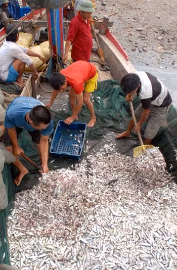Nhộn nhịp cảng cá Lạch Bạng ảnh 2