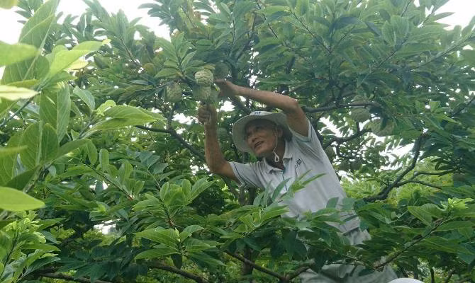 Huyền Sơn vào mùa na chín ảnh 1