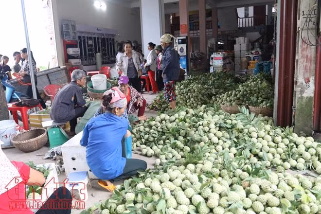 Na Huyền Sơn (Bắc Giang) được mùa, được giá ảnh 1