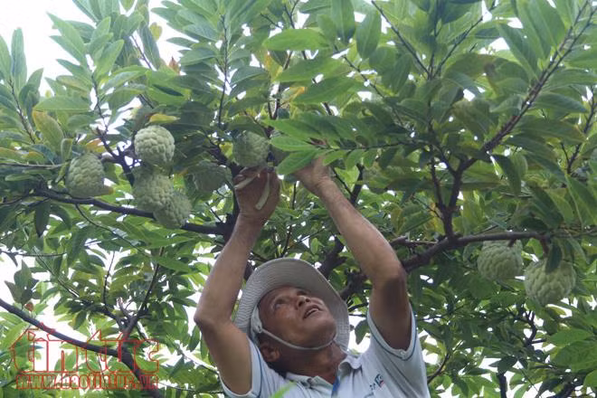 Na Huyền Sơn (Bắc Giang) được mùa, được giá ảnh 6