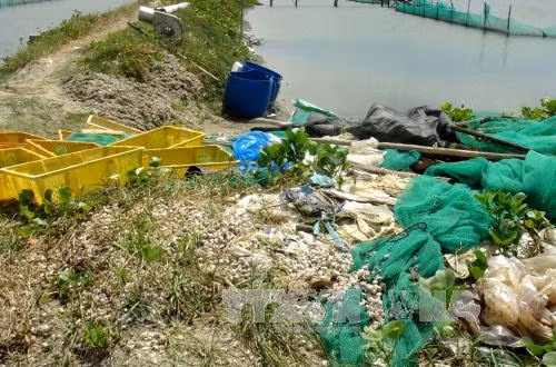 Ốc hương chết hàng loạt tại Khánh Hòa là do nhiễm khuẩn nặng ảnh 2