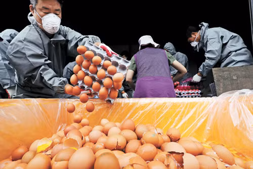 Chính phủ Hàn Quốc tiêu hủy tất cả số trứng bị nhiễm fipronil ảnh 1