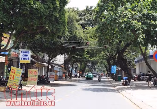 Đốn hạ 123 cây xanh giải quyết ùn tắc giao thông khu vực sân bay Tân Sơn Nhất ảnh 2
