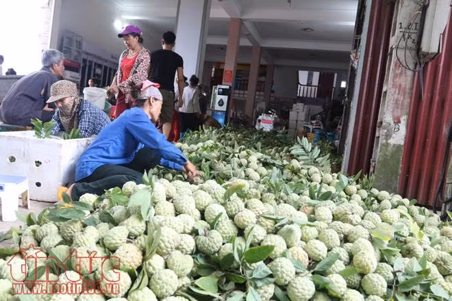 Na Huyền Sơn (Bắc Giang) được mùa, được giá ảnh 4