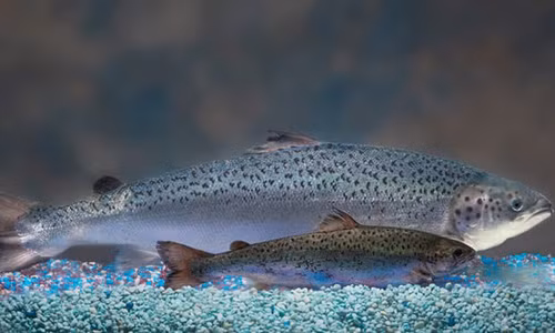 5 tấn cá hồi biến đổi gien Canada trôi nổi trên thị trường ảnh 1