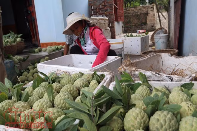 Na Huyền Sơn (Bắc Giang) được mùa, được giá ảnh 9