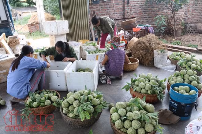 Na Huyền Sơn (Bắc Giang) được mùa, được giá ảnh 7