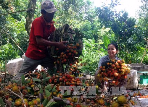 Chôm chôm rớt giá khiến nhà vườn ở Bến Tre thất thu ảnh 1