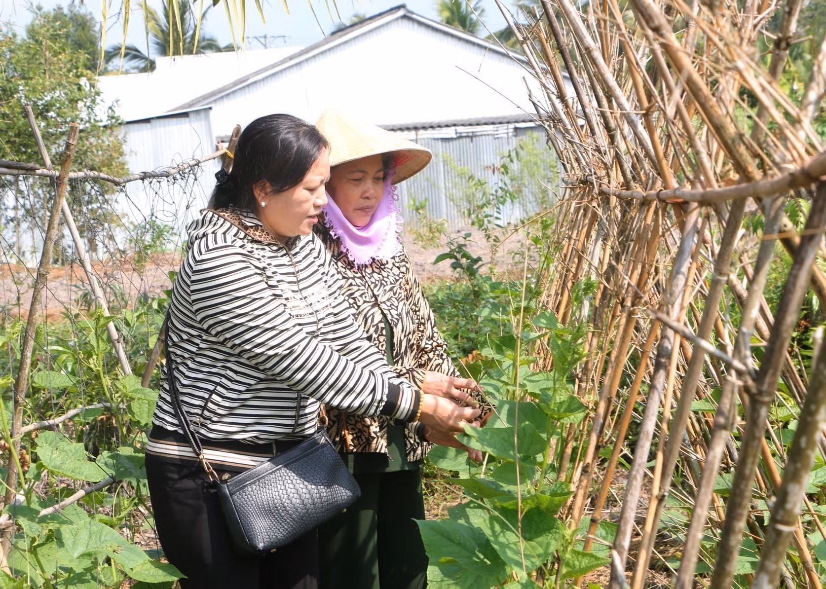 potal-nguon-von-tin-dung-chinh-sach-giup-nhieu-ho-dan-tai-soc-trang-thoat-ngheo-7819051-1.jpg