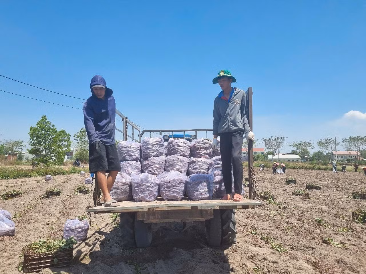 potal-nong-dan-gia-lai-phan-khoi-voi-vu-khoai-lang-duoc-mua-duoc-gia-7937803-1.jpg
