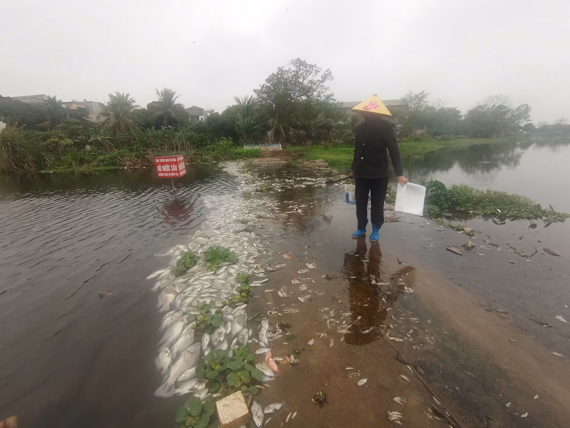 potal-thanh-hoa-xuat-hien-ca-chet-hang-loat-tren-suoi-co-dam-7871668.jpg