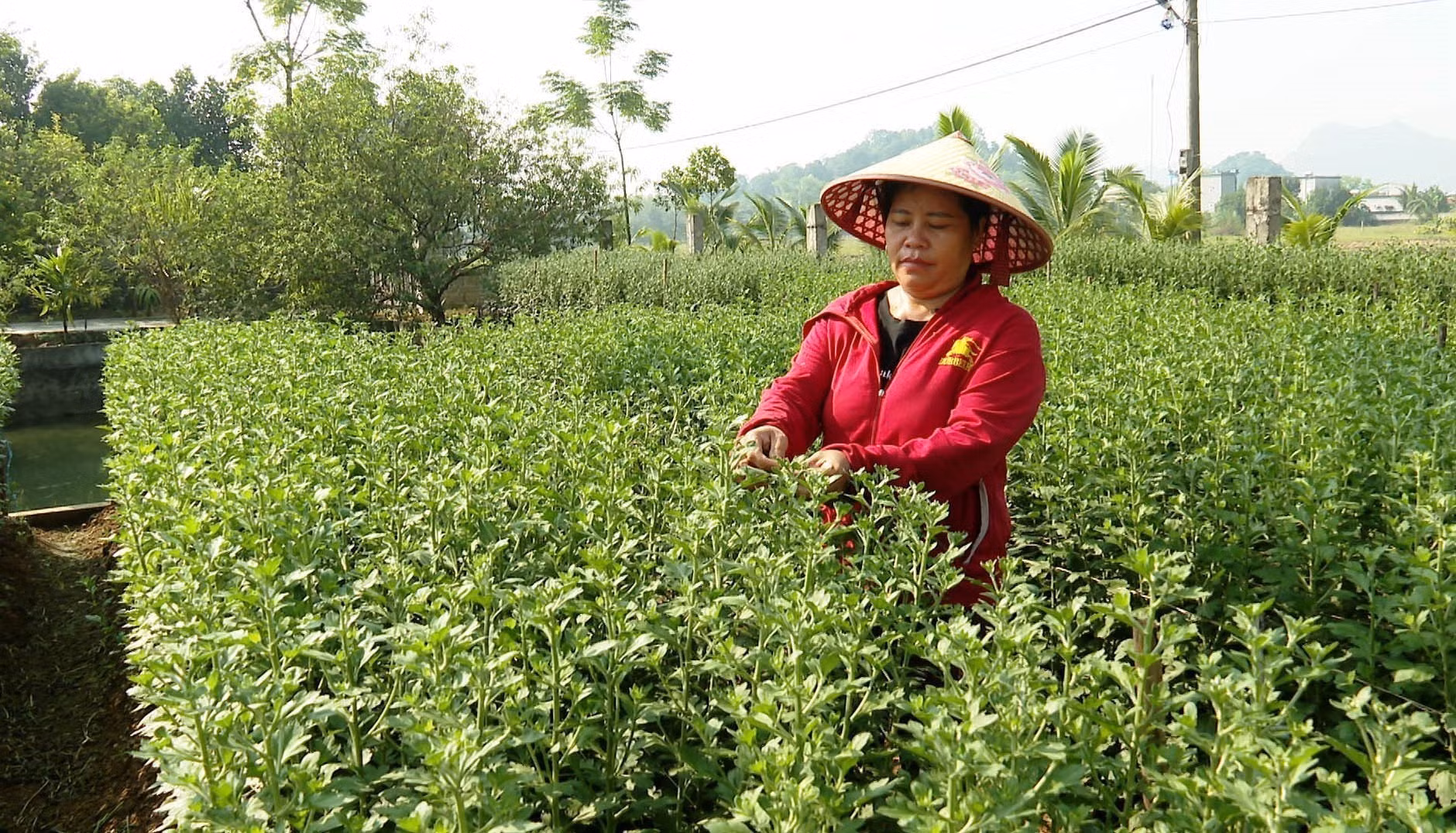 potal-ninh-binh-chu-trong-chuyen-doi-co-cau-cay-trong-vung-dong-bao-dan-toc-thieu-so-7795915.jpg