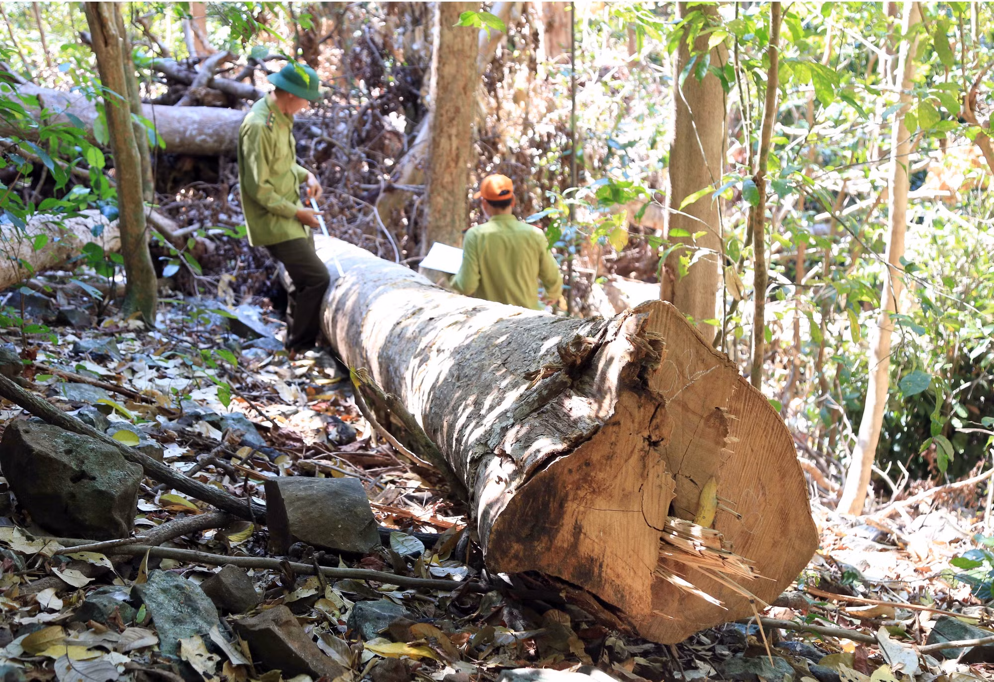 potal-dak-nong-tang-cuong-luc-luong-cho-cac-diem-nong-ve-pha-rung-lan-chiem-dat-rung-7789186.jpg