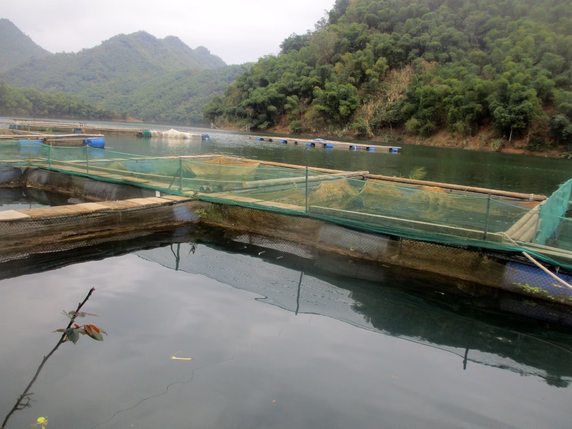 potal-thanh-hoa-nghe-nuoi-ca-long-tren-long-ho-thuy-dien-giup-nguoi-dan-mien-nui-thoat-ngheo-7916275.jpg