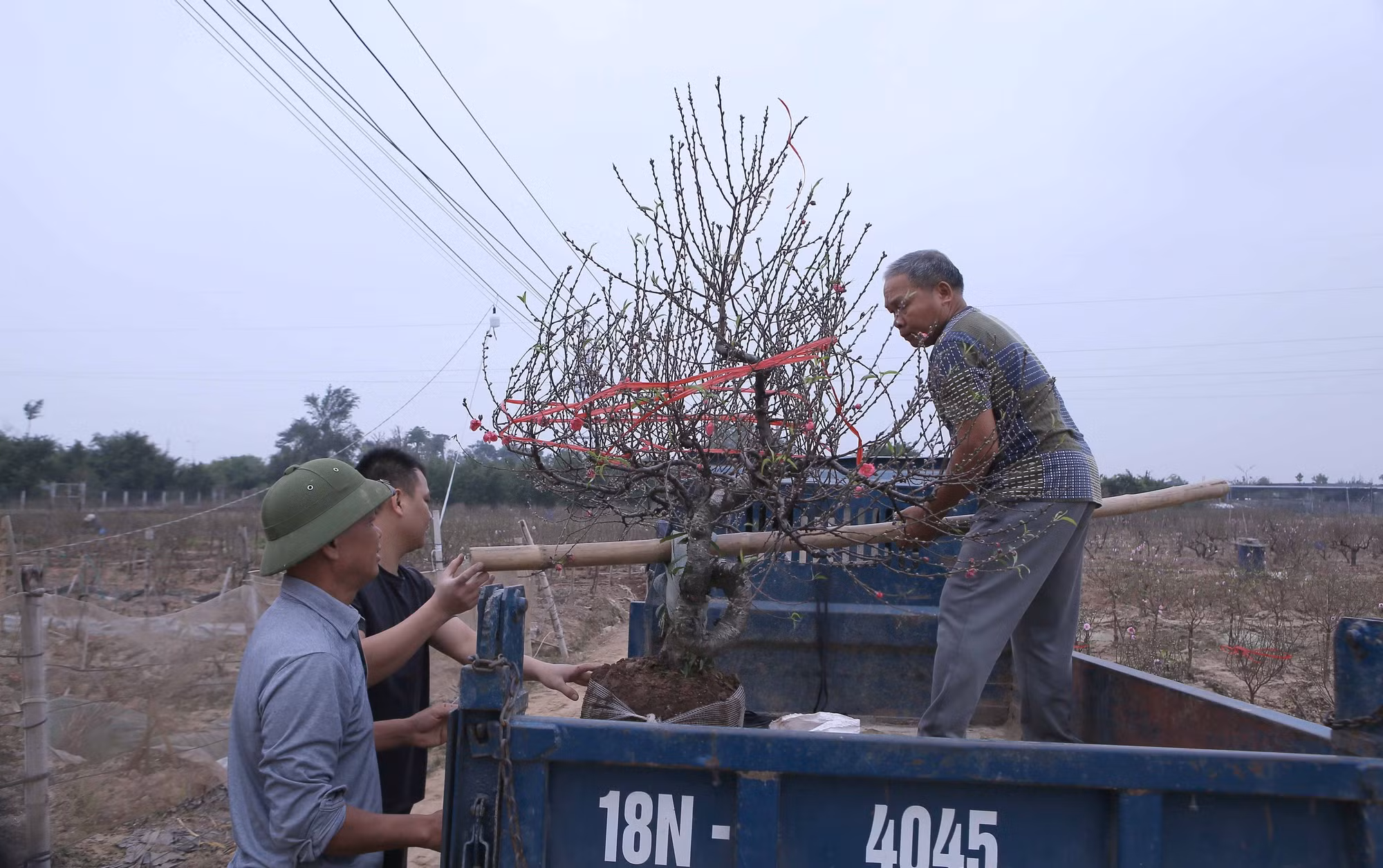 potal-nguoi-trong-dao-nam-dinh-khan-truong-cung-ung-cho-thi-truong-tet-2025-7825168.jpg