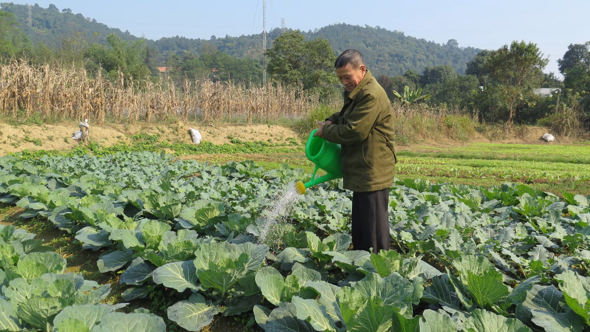 potal-nong-dan-lao-cai-chong-ret-cho-cay-trong-phuc-vu-thi-truong-tet-7805976.jpg