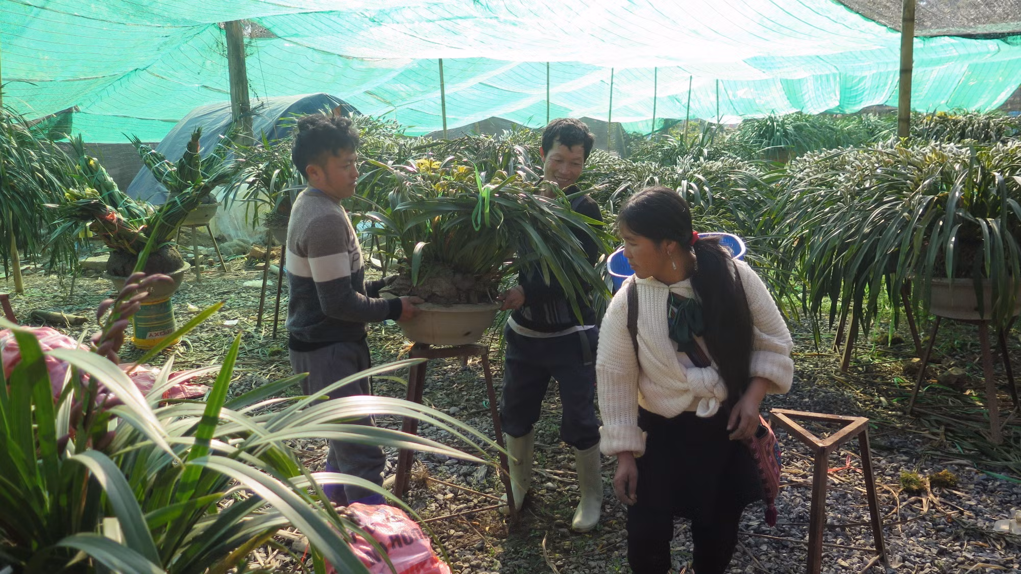 potal-nong-dan-lao-cai-chong-ret-cho-cay-trong-phuc-vu-thi-truong-tet-7805984.jpg