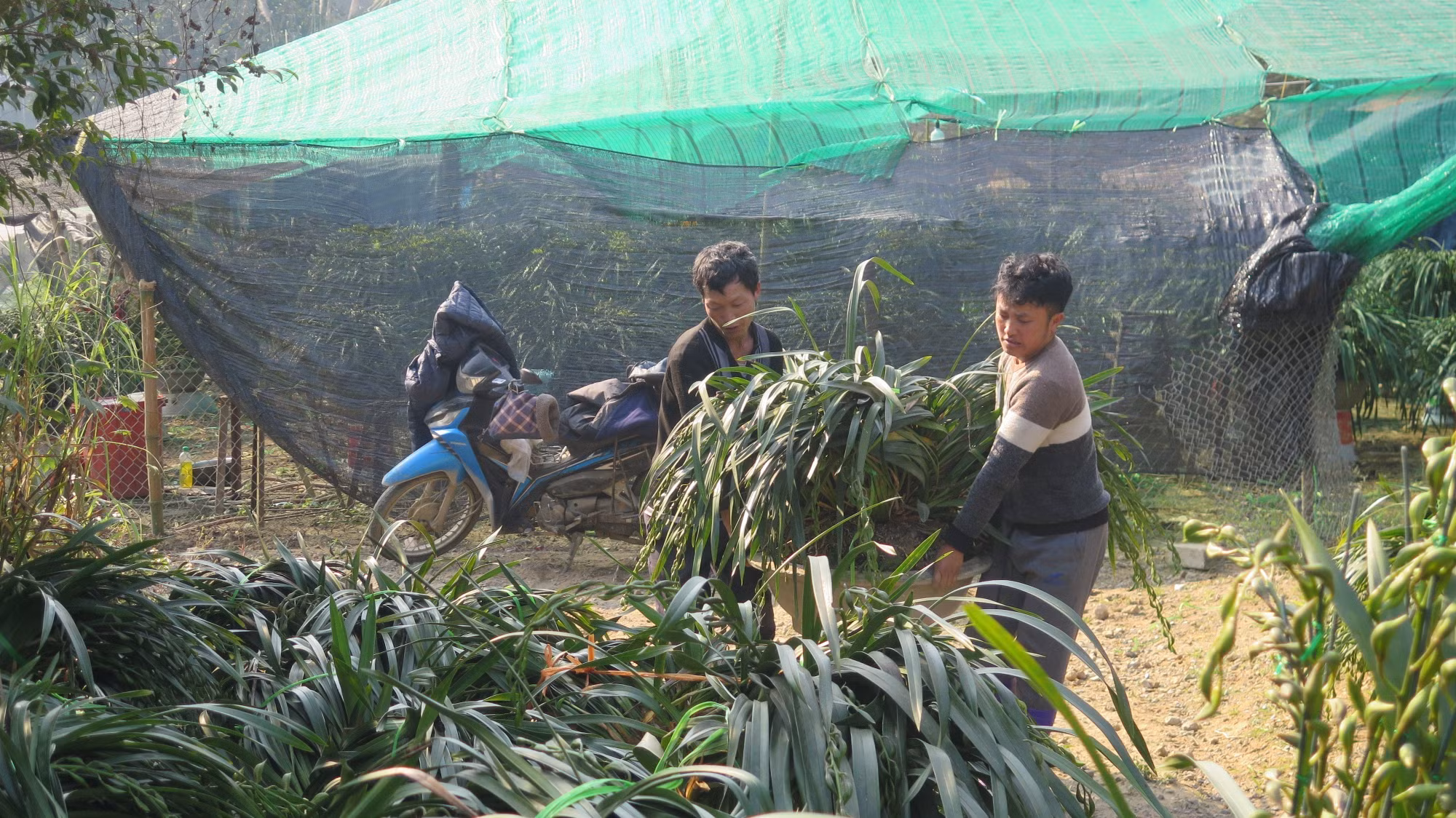 potal-nong-dan-lao-cai-chong-ret-cho-cay-trong-phuc-vu-thi-truong-tet-7805983.jpg